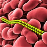 Immagine fotorealistica, realizzata con obiettivo macro 100mm, che mostra il processo di S-palmitoilazione su una proteina stilizzata inserita nella membrana cellulare all'interno di una sezione trasversale di arteria coronaria. Il focus è sull'attacco di una catena di palmitato (acido grasso) alla proteina. Illuminazione controllata che evidenzia il sito di modificazione. Dettaglio elevato e messa a fuoco precisa.