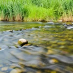 Vista grandangolare di un fiume naturale con vegetazione emergente (canne, giunchi) lungo le rive e su piccole barre di ghiaia. L'acqua scorre moderatamente, mostrando piccole increspature. Obiettivo grandangolare 20mm, luce naturale del tardo pomeriggio, messa a fuoco nitida sulla vegetazione e sul letto del fiume visibile attraverso l'acqua bassa, effetto acqua leggermente mosso con lunga esposizione.
