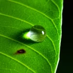Fotografia macro ad alta definizione di gocce d'acqua su una foglia di mango verde brillante, con una singola macchia scura iniziale di antracnosi appena visibile, obiettivo macro 100mm, messa a fuoco precisa sulla goccia e sulla lesione, illuminazione laterale controllata per creare contrasto.