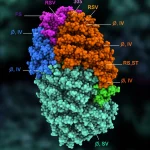 Visualizzazione fotorealistica ad alto dettaglio della struttura trimerica della glicoproteina F del virus RSV, con un focus sulla posizione 305 e i siti antigenici principali (Ø, II, IV) evidenziati con colori distinti. Illuminazione drammatica, obiettivo macro 105mm, sfondo scuro.