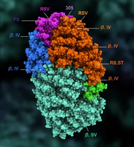 Visualizzazione fotorealistica ad alto dettaglio della struttura trimerica della glicoproteina F del virus RSV, con un focus sulla posizione 305 e i siti antigenici principali (Ø, II, IV) evidenziati con colori distinti. Illuminazione drammatica, obiettivo macro 105mm, sfondo scuro.
