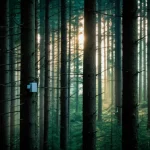 Fotografia paesaggistica di una fitta foresta temperata all'alba, con alcuni piccoli e discreti nodi sensore high-tech appena visibili sui tronchi degli alberi. Obiettivo grandangolare 24mm, messa a fuoco nitida, luce mattutina soffusa che filtra tra gli alberi, alta risoluzione, atmosfera serena ma vigilata dalla tecnologia.