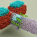 Visualizzazione fotorealistica 3D dell'asse molecolare CDK4/6-DUB3-YAP1 all'interno di una cellula di epatocarcinoma, evidenziando la fosforilazione di DUB3 da parte di CDK4/6 e la successiva stabilizzazione di YAP1. Obiettivo macro 90mm, alta definizione, illuminazione drammatica per enfatizzare le interazioni proteiche.
