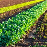 Campo agricolo con diverse colture di copertura (segale, trifoglio, colza) che crescono rigogliose in parcelle sperimentali, obiettivo macro 85mm, luce naturale controllata del tardo pomeriggio, alta definizione dei dettagli delle foglie e del suolo fertile sottostante.