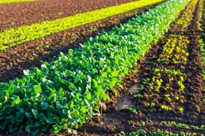 Campo agricolo con diverse colture di copertura (segale, trifoglio, colza) che crescono rigogliose in parcelle sperimentali, obiettivo macro 85mm, luce naturale controllata del tardo pomeriggio, alta definizione dei dettagli delle foglie e del suolo fertile sottostante.