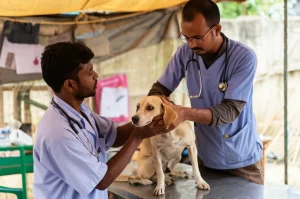 Fotografia stile reportage di un veterinario che esamina con cura un cane randagio dall'aspetto mite su un tavolo da visita in una clinica da campo improvvisata in India. Luce naturale filtrata, obiettivo 50mm, profondità di campo media che mostra l'ambiente circostante ma mantiene il focus sull'interazione uomo-animale.