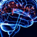 Rappresentazione artistica e scientifica dell'analisi fMRI multisoggetto con JASDL. Si vedono reti neurali interconnesse che brillano all'interno di una silhouette trasparente di un cervello. Alcune connessioni sono nitide e dettagliate (variazioni), altre formano flussi luminosi e fluidi (dinamiche). Obiettivo grandangolare, 10mm, effetto di lunga esposizione sui flussi dinamici, focus nitido sui dettagli delle reti, sfondo scuro per enfatizzare la luminescenza neurale.