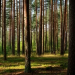 Foresta matura di pini silvestri (Pinus sylvestris) in Polonia. Obiettivo grandangolare 24mm, luce solare del mattino che filtra tra gli alti tronchi creando lunghe ombre sul sottobosco, messa a fuoco nitida sull'intera profondità della scena, paesaggio forestale evocativo.