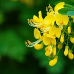 Macro fotografia di un fiore giallo pallido della pianta Sophora tonkinensis in piena fioritura, obiettivo macro 100mm, alta definizione dei dettagli dei petali e degli stami, illuminazione naturale morbida, sfondo verde sfocato (bokeh) per enfatizzare il fiore.