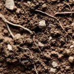 Sezione trasversale fotorealistica di suolo forestale che mostra chiaramente la matrice di terra fine mescolata con frammenti grossolani come sassi e radici. Macro lens, 85mm, high detail, controlled lighting, per evidenziare la composizione eterogenea del suolo rilevante per il calcolo della densità apparente.
