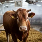 Toro Simmental in primo piano all'interno di una stalla luminosa e moderna, con visibili sistemi di ventilazione a pale sul soffitto e ugelli nebulizzatori lungo le pareti che creano una leggera foschia. L'immagine è scattata con un obiettivo prime da 35mm, catturando la scena con una profondità di campo moderata che mantiene a fuoco il toro e sfoca leggermente lo sfondo, luce naturale diffusa, colori realistici.