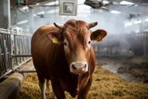 Toro Simmental in primo piano all'interno di una stalla luminosa e moderna, con visibili sistemi di ventilazione a pale sul soffitto e ugelli nebulizzatori lungo le pareti che creano una leggera foschia. L'immagine è scattata con un obiettivo prime da 35mm, catturando la scena con una profondità di campo moderata che mantiene a fuoco il toro e sfoca leggermente lo sfondo, luce naturale diffusa, colori realistici.