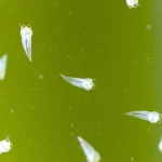 Macro fotografia di larve di ostrica perliera (Pinctada imbricata radiata) in una vasca di laboratorio, illuminate da luce controllata. Si vedono le piccole larve traslucide sospese nell'acqua leggermente verdastra a causa delle microalghe. Obiettivo macro 100mm, alta definizione, messa a fuoco precisa sulle larve.