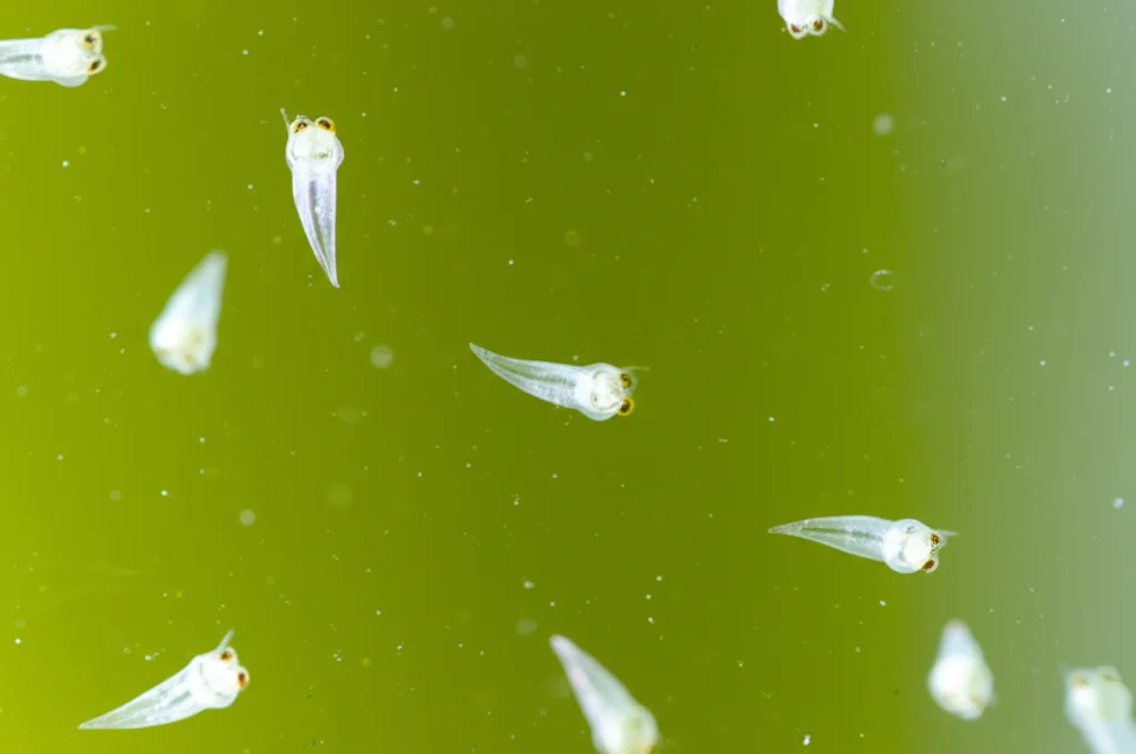 Macro fotografia di larve di ostrica perliera (Pinctada imbricata radiata) in una vasca di laboratorio, illuminate da luce controllata. Si vedono le piccole larve traslucide sospese nell'acqua leggermente verdastra a causa delle microalghe. Obiettivo macro 100mm, alta definizione, messa a fuoco precisa sulle larve.