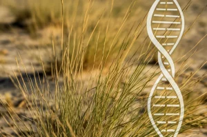 Primo piano di Aeluropus littoralis in un ambiente salino con sovrapposizione grafica stilizzata di una doppia elica di DNA, obiettivo macro 70mm, alta definizione, luce solare radente che ne esalta la texture.