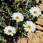 Fotografia realistica di un arbusto di Capparis spinosa in fiore, con i suoi caratteristici fiori bianchi e stami viola, che cresce tenacemente su un antico muro di pietra sotto il sole del Mediterraneo. Obiettivo grandangolare 24mm, messa a fuoco nitida, profondità di campo che mostra sia la pianta che l'ambiente circostante, catturando la resilienza e la bellezza della pianta.