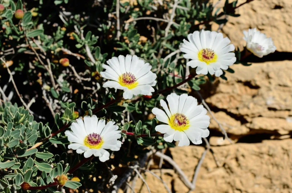 Fotografia realistica di un arbusto di Capparis spinosa in fiore, con i suoi caratteristici fiori bianchi e stami viola, che cresce tenacemente su un antico muro di pietra sotto il sole del Mediterraneo. Obiettivo grandangolare 24mm, messa a fuoco nitida, profondità di campo che mostra sia la pianta che l'ambiente circostante, catturando la resilienza e la bellezza della pianta.