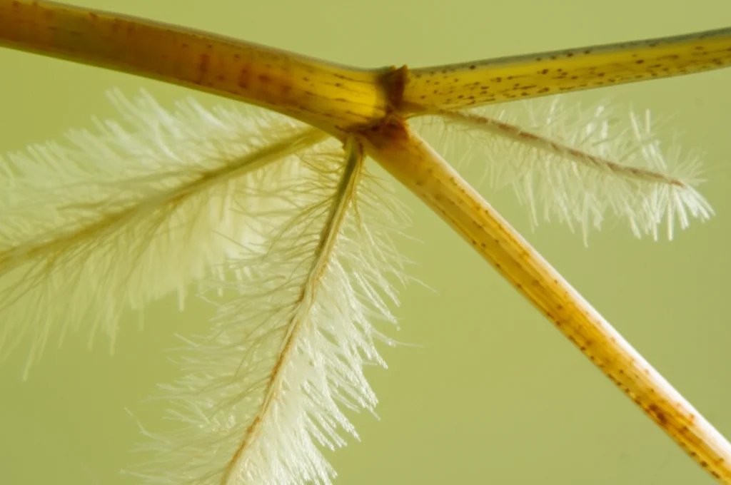 Macro fotografia, obiettivo da 85 mm, visione dettagliata delle radici pelose di pioppo ibrido che proliferano in un mezzo di coltura liquida ricca di nutrienti all'interno di un pallone da laboratorio, focalizzazione precisa, illuminazione controllata, mostra la ricerca biotecnologica.