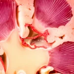 Immagine macro ad alta definizione di un rene umano sano sezionato, illuminazione da studio controllata per evidenziare la texture dettagliata del parenchima e della corteccia renale, obiettivo macro 100mm, messa a fuoco precisa sulla struttura interna per scopi medici ed educativi.