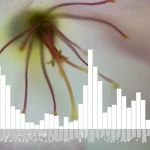 Primo piano macro, scattato con obiettivo da 60mm ad alto dettaglio, di un fiore raro e delicato che mostra sottili caratteristiche morfologiche intermedie. Sovrapposto digitalmente in modo discreto, un grafico a istogramma stilizzato della citometria a flusso suggerisce l'analisi genetica in corso, il tutto ambientato in un contesto che evoca la conservazione della natura.