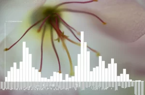 Primo piano macro, scattato con obiettivo da 60mm ad alto dettaglio, di un fiore raro e delicato che mostra sottili caratteristiche morfologiche intermedie. Sovrapposto digitalmente in modo discreto, un grafico a istogramma stilizzato della citometria a flusso suggerisce l'analisi genetica in corso, il tutto ambientato in un contesto che evoca la conservazione della natura.