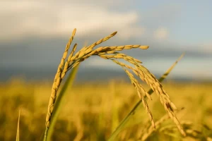 Campo di riso dorato pronto per il raccolto sotto un cielo leggermente nuvoloso, con focus su una spiga sana in primo piano. Fotografia paesaggistica, obiettivo grandangolare 20mm, messa a fuoco nitida, luce calda del tardo pomeriggio.