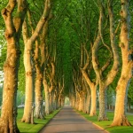 Fotografia paesaggistica di un viale alberato con Platanus × acerifolia in primavera, obiettivo grandangolare 24mm, luce dorata del tardo pomeriggio, focus nitido sugli alberi maestosi e le loro foglie giovani, evocando la ricerca genetica sulla loro fioritura.