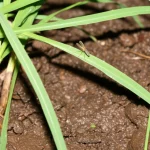 Macro fotografia, lente da 70 mm, dettagli elevati, illuminazione controllata, un singolo moscerino morso (Culicoides) appoggiato su terreno umido, scuro e organicamente ricco vicino a una vibrante lama verde di erba della prateria, che suggerisce il suo habitat larvale naturale nella prateria Tallgrass.