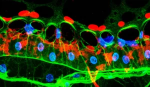 Illustrazione fotorealistica del corno dorsale del midollo spinale, con astrociti Hes5+ evidenziati in verde fluorescente che interagiscono strettamente con sinapsi tra fibre afferenti primarie (rosse) e neuroni della lamina I (blu). L'immagine usa un obiettivo macro 105mm virtuale per un'alta definizione dei dettagli cellulari e sinaptici, con illuminazione controllata che mette in risalto le interazioni tra astrociti e neuroni nel contesto della trasmissione del dolore.