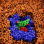 Immagine fotorealistica al microscopio elettronico (simulata) della proteina PIN8 che lega l'erbicida 2,4-D all'interno di una membrana cellulare vegetale. Focus nitido sulla tasca di legame della proteina con la molecola di erbicida visibile. Obiettivo macro 105mm, illuminazione drammatica laterale, alta definizione dei dettagli molecolari.