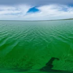 Fioritura intensa di cianobatteri sulla superficie di un lago, acqua verde brillante sotto un cielo parzialmente nuvoloso, fotografia paesaggistica grandangolare 20mm, colori vividi, leggera increspatura dell'acqua.