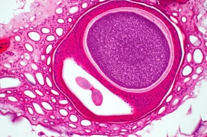 Fotografia macro, 105mm, di un follicolo ovarico equino sano in via di sviluppo, evidenziando le cellule della granulosa e l'ovocita all'interno, illuminazione controllata da studio, alta definizione, focus preciso sulla struttura interna del follicolo.