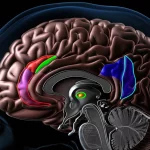 Visualizzazione 3D fotorealistica del cervello umano con focus sulle aree del mesencefalo (substantia nigra, VTA) e del pallido (GPe, GPi), evidenziando con colori diversi le variazioni di suscettibilità magnetica (ferro) misurate tramite QSM. Illuminazione drammatica, alta definizione, stile scientifico ma artistico.