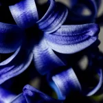 Primo piano estremo di un fiore di giacinto (Hyacinthus orientalis) 'Delft Blue' in piena fioritura. Obiettivo macro 105mm, alta definizione, illuminazione laterale controllata per enfatizzare la texture vellutata dei petali blu intenso e le gocce di rugiada. Sfondo leggermente sfocato, preciso focusing sul fiore.