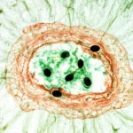 Fotografia macro di una fetta di mela Granny Smith decellularizzata e traslucida, seminata con cellule umane che formano tessuto cartilagineo visibile al centro. Illuminazione da laboratorio controllata, alta definizione, lente macro 90mm, focus preciso sulla struttura porosa della mela e sul tessuto neoformato.