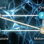 Immagine concettuale fotorealistica di tre assi anatomici stilizzati (O per Origine, P per Propagazione, M per Motoneuroni) che si intersecano dinamicamente su uno sfondo che richiama una rete neurale astratta, simboleggiando la nuova classificazione OPM della SLA. Illuminazione drammatica laterale, focus nitido sugli assi, profondità di campo ridotta. Obiettivo 50mm.