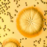 Macro fotografia di colonie fungine di Aspergillus fumigatus su una piastra di Petri in laboratorio, illuminazione controllata, messa a fuoco precisa sui dettagli delle ife e delle spore conidiogene, obiettivo macro 90mm, alta definizione.