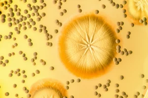 Macro fotografia di colonie fungine di Aspergillus fumigatus su una piastra di Petri in laboratorio, illuminazione controllata, messa a fuoco precisa sui dettagli delle ife e delle spore conidiogene, obiettivo macro 90mm, alta definizione.