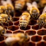Primo piano dettagliato di diverse api mellifere su un favo esagonale. Un'ape al centro è chiaramente impegnata nella danza scodinzolante, riconoscibile dalla forma a otto del suo percorso immaginario e dal movimento vibrante dell'addome. Le api circostanti sono rivolte verso di lei, alcune con le antenne protese, mostrando attenzione. L'illuminazione è calda e controllata per esaltare i dettagli dorati delle api e la texture cerosa del favo. Obiettivo macro 70mm, alta definizione, profondità di campo ridotta per isolare la scena centrale.