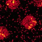 Immagine macro fotorealistica, scattata con obiettivo 90mm, che mostra nanoparticelle Ag2S Quantum Dots brillanti di luce NIR-II (rappresentata come un bagliore rossastro/infrarosso) che interagiscono con cellule stilizzate di cancro al seno. L'illuminazione è controllata per creare un forte contrasto e dettaglio, mettendo in risalto la duplice funzione di terapia (le cellule tumorali appaiono danneggiate dal calore) e tracciamento (il bagliore delle nanoparticelle).