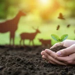 Immagine simbolica dell'approccio One Health applicato alla biosicurezza vegetale: una mano umana che protegge delicatamente un giovane germoglio verde che cresce da un terreno fertile, con sagome sfocate di animali e un ambiente naturale sullo sfondo. Obiettivo prime 35mm, profondità di campo ridotta per focalizzare sul germoglio e la mano, illuminazione naturale morbida e diffusa.