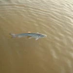 Fotografia di un pesce simile a un persico (come Otolithoides pama) pescato nelle acque salmastre dell'estuario del fiume Meghna in Bangladesh, luce del tardo pomeriggio, teleobiettivo 150mm, l'acqua appare leggermente torbida suggerendo inquinamento.