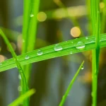 Fotografia macro di gocce d'acqua su una foglia di riso verde brillante, con cianobatteri filamentosi verde-azzurro visibili nel terreno umido sottostante in una risaia, lente macro 100mm, alta definizione, illuminazione controllata morbida, simboleggiando la simbiosi benefica tra pianta e microrganismo in condizioni di elevata umidità.