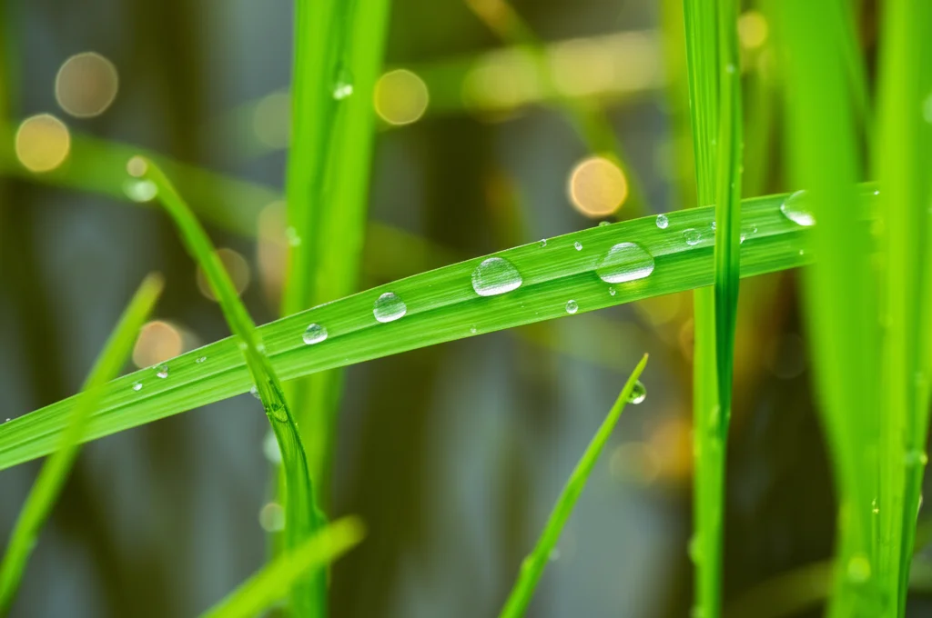 Fotografia macro di gocce d'acqua su una foglia di riso verde brillante, con cianobatteri filamentosi verde-azzurro visibili nel terreno umido sottostante in una risaia, lente macro 100mm, alta definizione, illuminazione controllata morbida, simboleggiando la simbiosi benefica tra pianta e microrganismo in condizioni di elevata umidità.