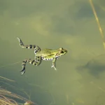 Fotografia naturalistica di una rana Xenopus laevis che nuota agilmente in uno stagno limpido, vista dall'alto. Teleobiettivo 150mm, scatto rapido per congelare il movimento, luce naturale filtrata dalla vegetazione circostante, messa a fuoco precisa sulla rana in movimento, sfondo leggermente sfocato che mostra il fondale dello stagno.