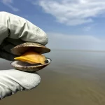 Fotografia realistica di una mano guantata da ricercatore che tiene delicatamente una vongola Ruditapes decussatus aperta, mostrando chiaramente la polpa interna. Sullo sfondo, il Lago Timsah appare leggermente sfocato ma riconoscibile, con acqua calma sotto un cielo parzialmente nuvoloso. Obiettivo macro 60mm, alta definizione, luce naturale controllata per evidenziare i dettagli della vongola e creare un contrasto con l'ambiente, simboleggiando l'analisi scientifica nel contesto naturale.