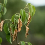 Primo piano fotorealistico di una giovane pianta di pero (Pyrus betulaefolia) con foglie verdi e turgide accanto a una pianta simile ma con foglie appassite per la siccità, a simboleggiare l'effetto protettivo dell'ABA. Lente prime 50mm, profondità di campo ridotta per focalizzare sulle piante, luce naturale morbida.