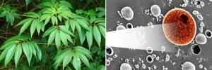 Immagine composita che mostra a sinistra una pianta di Aralia elata in un ambiente naturale e a destra una micrografia elettronica a scansione di cellule di melanoma maligne. Un fascio di luce stilizzato collega la pianta alle cellule, simboleggiando l'azione della wistin. Obiettivo macro per la pianta (100mm, alta definizione), micrografia ad alta risoluzione per le cellule.
