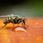 Macro fotografia di una mosca della frutta orientale, Bactrocera dorsalis, attratta da una goccia di miscela liquida B1D1E3 su una superficie artificiale che simula un frutto. Obiettivo macro 100mm, alta definizione, messa a fuoco precisa sull'insetto e sulla goccia, illuminazione da studio controllata per esaltare i dettagli e i riflessi.