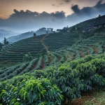 Panoramica di una piantagione di caffè Arabica terrazzata sulle montagne dello Yunnan, Cina. Luce del tardo pomeriggio, cielo parzialmente nuvoloso che suggerisce un clima variabile e fresco. Obiettivo grandangolare 24mm, messa a fuoco nitida su tutto il paesaggio, long exposure per nuvole leggermente mosse, colori vividi ma naturali.